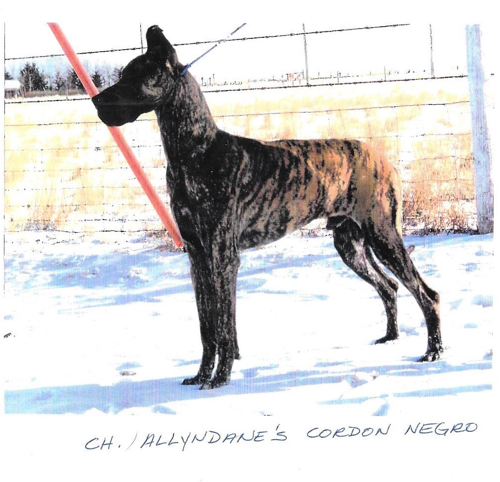 Ch Allyndanes Cordon Negro